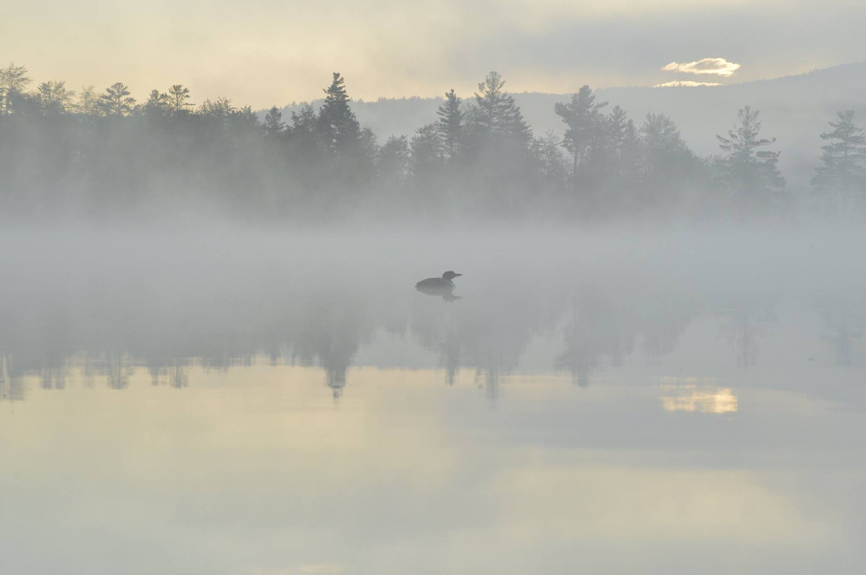 BLB 2017 06 04 A Loon appears out of the mist 950