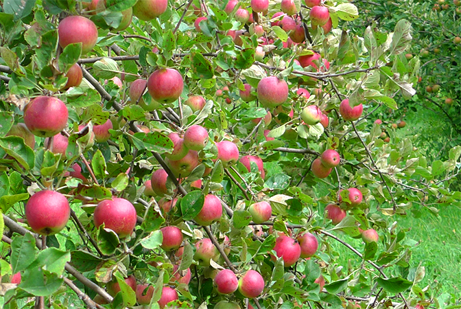 PYO Apples in reach 450H
