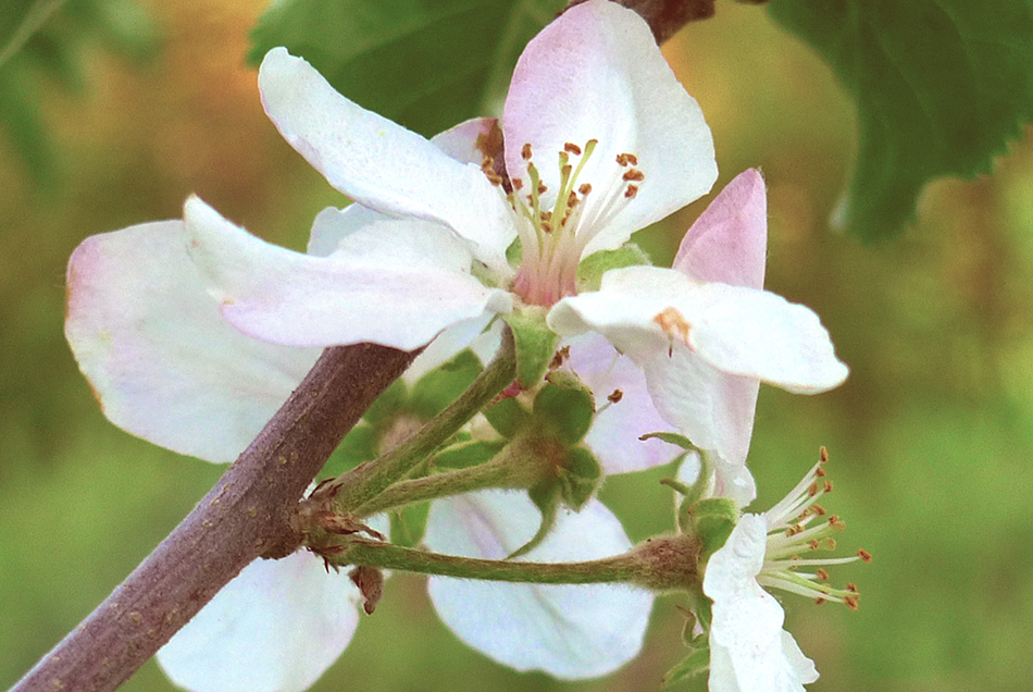 Applets under bloom