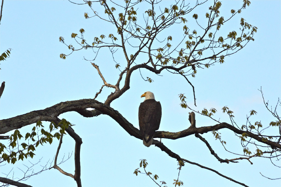 BLB 2016 05 18 Mascoma Lake Bald Eagle 950