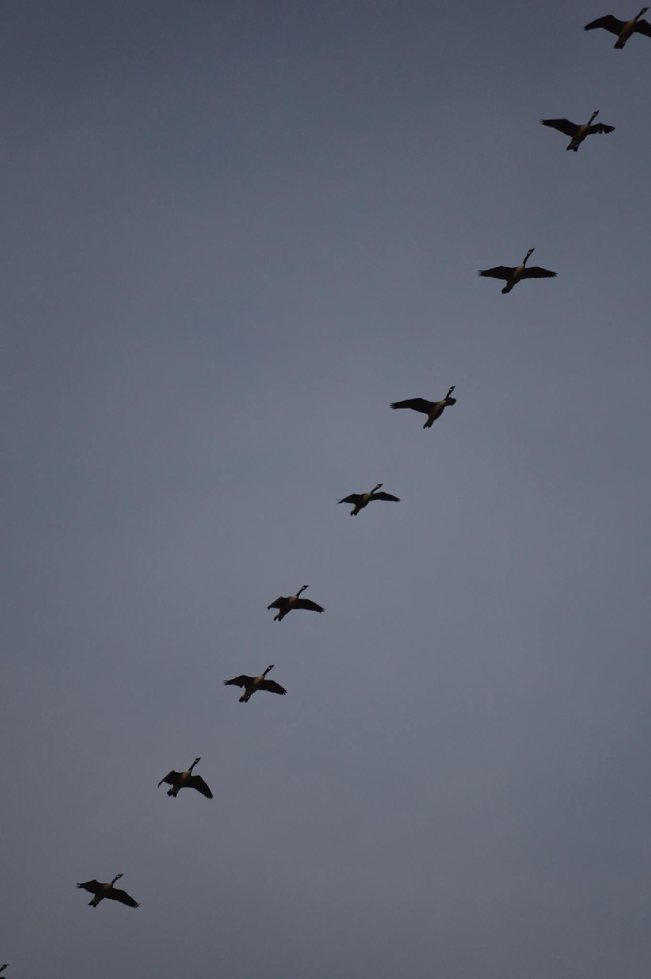 BLB 2017 06 11 Geese in Flight 950