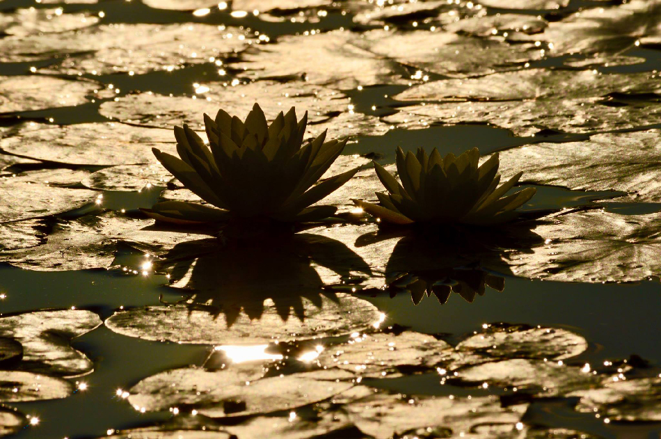 BLB 2017 07 23 Lily Pad Blooms in Contrast 950