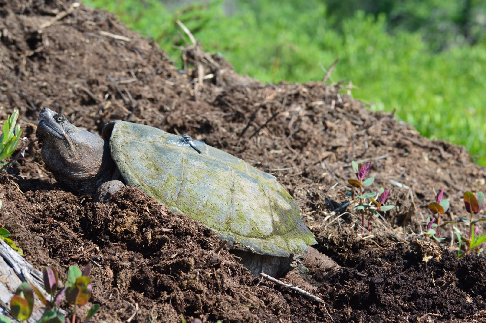 BLB 2019 06 23 Turtle and Dragonfly 950