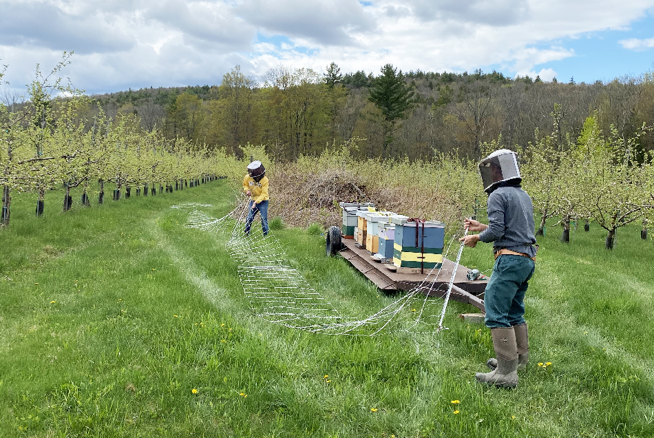 Beekeeper setup WEB bloom 950x636