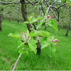 Cluster Bud Web