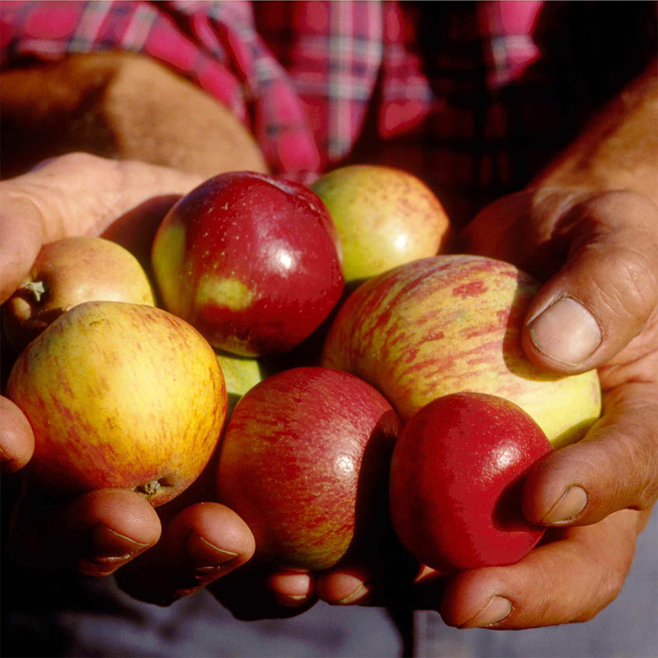 Farnum Hill Cider Varieties hand FLAT 72dpi 950x950