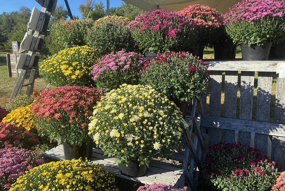 WEB Chrysanthemums 950x636 flat