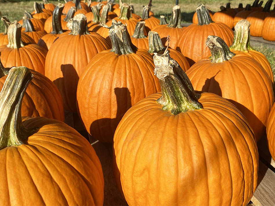 WEB Pumpkins 950x636 layers FLAT