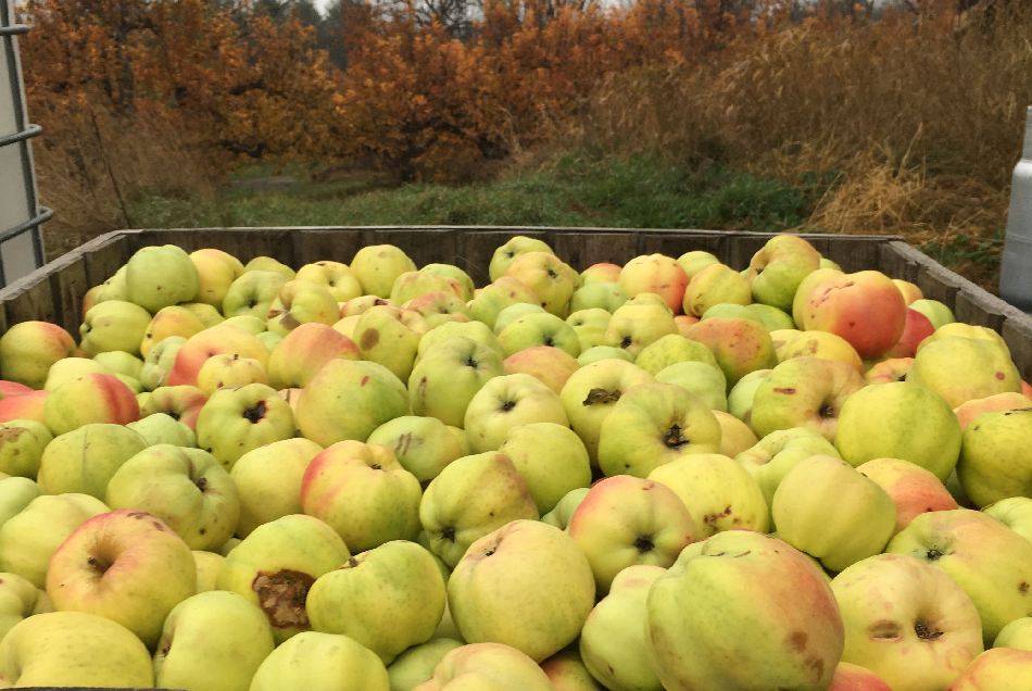 WEB late Calville orchard 950x636