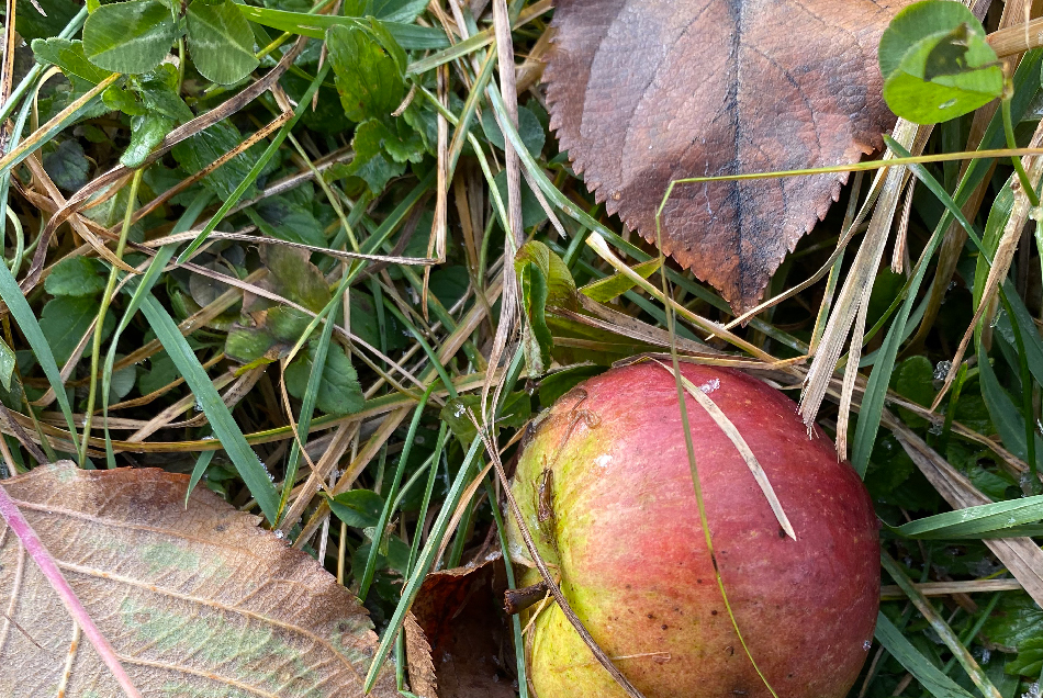 WEB late orchard floor closeup 950x636