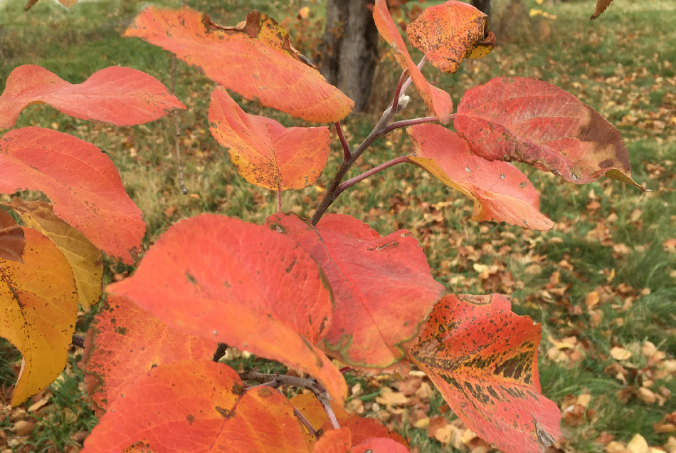 WEB late orchard foliage closeup 950x636