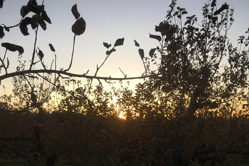 WEB late orchard sunset 2020 950x636