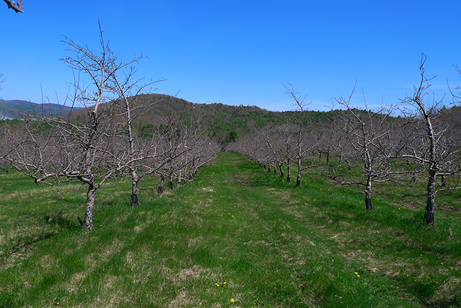 Web Orchard Black Hill Aisles pre bloom 650w